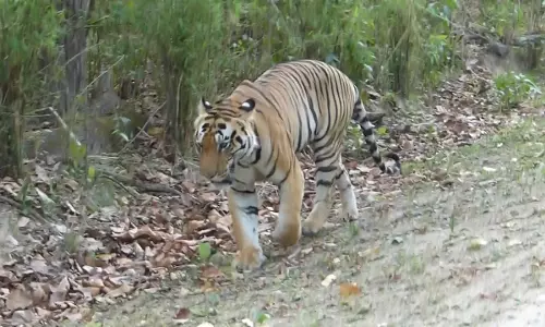 പുലിപ്പേടിയില്‍ പത്തനംതിട്ട നഗരത്തിലെ തോന്ന്യാമല നിവാസികള്‍
