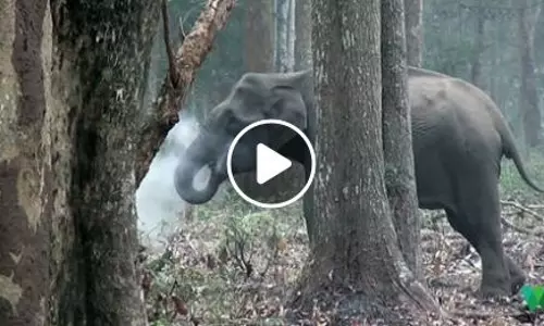 നാഗര്ഹോളയിലെ ആനയുടെ പുകവലി നാഗര്ഹോളയിലെ ആനയുടെ പുകവലി