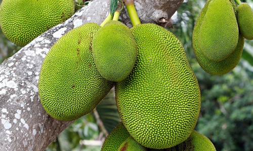 ചക്ക ഔദ്യോഗിക ഫലമാകുമ്പോള്‍; ഇതാ കുറച്ച് ചക്ക വിശേഷങ്ങള്‍