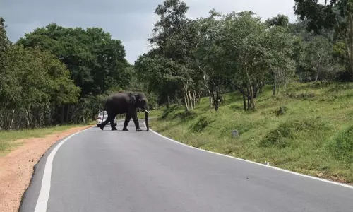 ബന്ദിപ്പൂര്‍ കടുവാ സങ്കേതത്തിലൂടെയുള്ള രാത്രിയാത്ര നിരോധനം നീക്കണമെന്ന് കര്‍ണ്ണാടകയോട് കേന്ദ്രം