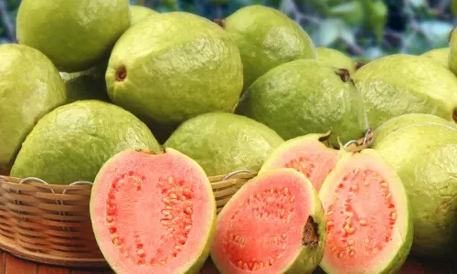 ‘പാവങ്ങളുടെ ആപ്പിള്‍’ ചില്ലറക്കാരനല്ല