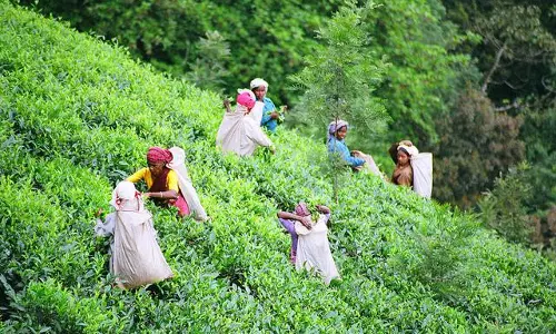 വയനാട് ജയപരാജയങ്ങള് നിര്ണ്ണയിക്കുക തോട്ടം തൊഴിലാളികള് വയനാട് ജയപരാജയങ്ങള് നിര്ണ്ണയിക്കുക തോട്ടം തൊഴിലാളികള്