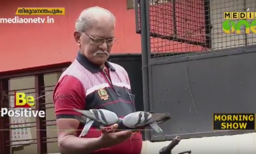 പ്രാവുകളുടെ ചങ്ങാതി