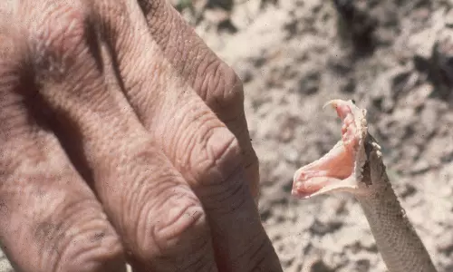 കടിച്ച പാമ്പിനെ ജീവനോടെ വിഴുങ്ങി