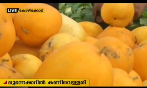 മൂന്നേക്കര്‍ വയലില്‍‍ കണി വെള്ളരി കൃഷിയൊരുക്കി കര്‍ഷക കുടുംബം