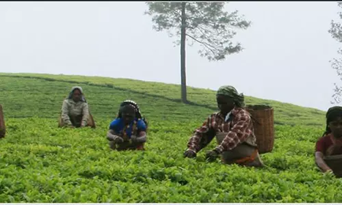 പീരുമേട് നിര്ണായമാവുക തോട്ടം തൊഴിലാളികളുടെ നിലപാട് പീരുമേട് നിര്ണായമാവുക തോട്ടം തൊഴിലാളികളുടെ നിലപാട്