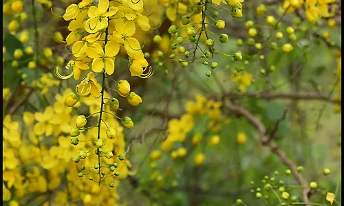 കണിയും കൈനീട്ടവുമായി മലയാളികള്ക്ക് ഇന്ന് വിഷു കണിയും കൈനീട്ടവുമായി മലയാളികള്ക്ക് ഇന്ന് വിഷു