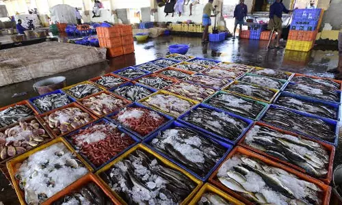 ഉപഭോക്താക്കള്ക്ക് വിഷരഹിതം, മത്സ്യത്തൊഴിലാളികള്ക്ക് ന്യായവില: മീന് ഇനി കടല്ത്തീരത്തുനിന്ന് വിപണിയിലെത്തും ഉപഭോക്താക്കള്ക്ക് വിഷരഹിതം, മത്സ്യത്തൊഴിലാളികള്ക്ക് ന്യായവില: മീന് ഇനി കടല്ത്തീരത്തുനിന്ന് വിപണിയിലെത്തും