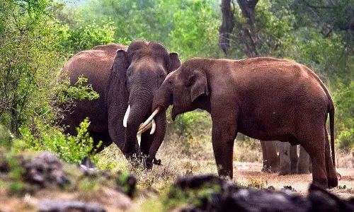 കുറുമ്പ് മാറ്റിവെച്ച് അവര് അച്ചടക്കമുള്ള കുട്ടികളായി കുറുമ്പ് മാറ്റിവെച്ച് അവര് അച്ചടക്കമുള്ള കുട്ടികളായി