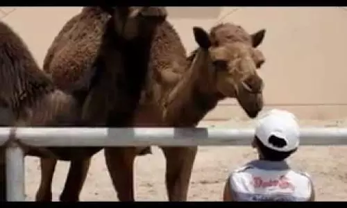 ബഹ്‌റൈനിലെ അര്‍മന്‍ സൂ വിലേക്ക് വിനോദ സഞ്ചാരികളുടെ ഒഴുക്ക്