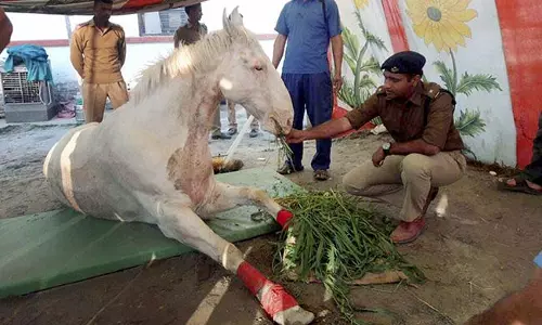 ഒടുവില്‍ ശക്തിമാന്‍ ജീവന്‍ വെടിഞ്ഞു