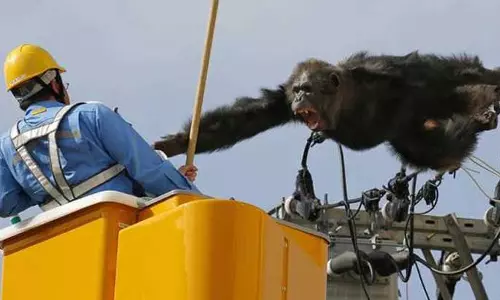 തിരിച്ചു വരില്ല ഞാന്‍: ചിമ്പാന്‍സിയുടെ തടവു ചാട്ടം വൈറലാകുന്നു