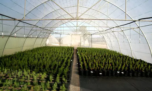 ഹൈബ്രീഡ് പച്ചക്കറി വിത്തിനങ്ങള്‍ക്കായി ബിജുവിന്റെ നഴ്സറി