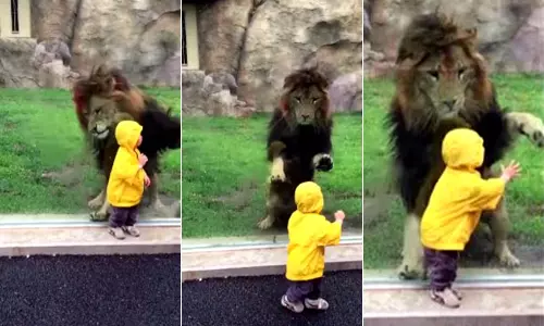 കുഞ്ഞിനെ ആക്രമിക്കാന്‍ പാഞ്ഞടുത്ത സിംഹത്തിന് സംഭവിച്ചത്...