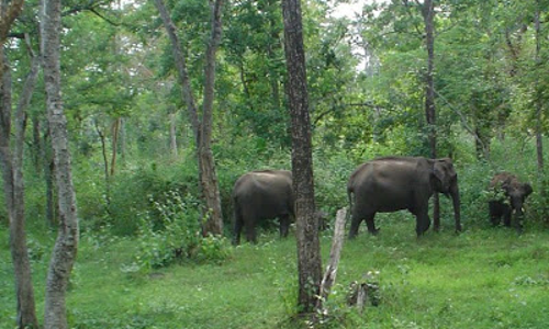 കാലംതെറ്റിയ കാലാവസ്ഥയില് വയനാടിനെ പച്ചപ്പുതപ്പിക്കാന് വനംവകുപ്പ് കാലംതെറ്റിയ കാലാവസ്ഥയില് വയനാടിനെ പച്ചപ്പുതപ്പിക്കാന് വനംവകുപ്പ്