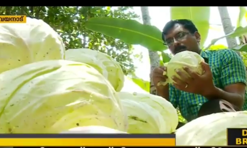 യുവകര്‍ഷകന്‍ വിപണി കണ്ടെത്താനാവാതെ വിഷമത്തില്‍