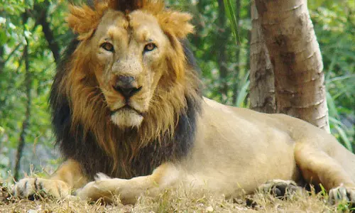 ഗുജറാത്തില്‍ കൊലപാതകകുറ്റത്തിനു സിംഹങ്ങള്‍ പിടിയില്‍; കുറ്റം തെളിഞ്ഞാല്‍ ജീവപര്യന്തം തടവ്