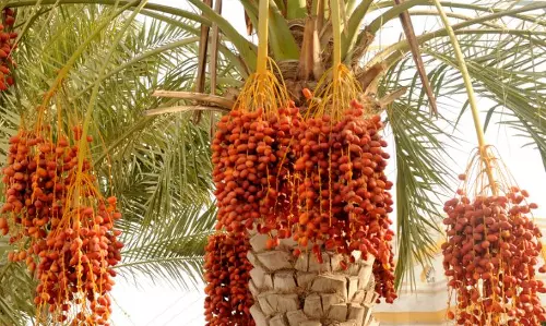 ഒമാനില്‍ ഈത്തപ്പഴ വിളവെടുപ്പ് സജീവം