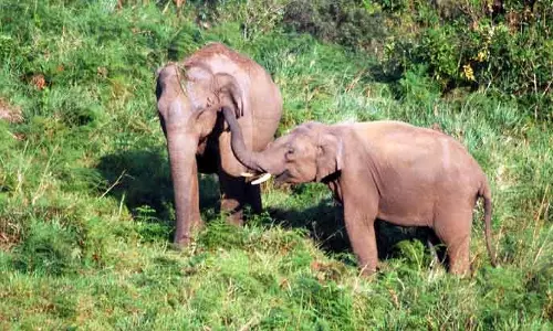 കാട്ടുമൃഗങ്ങളെ പേടിച്ച് പഠനം മുടക്കി കക്കയത്തെ കുട്ടികള്‍