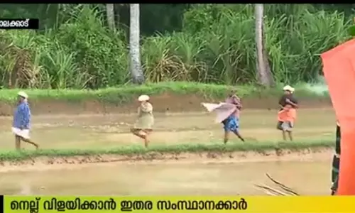 കേരളത്തില്‍ നെല്ലു വിളയിക്കാന്‍ ഇതര സംസ്ഥാന തൊഴിലാളികള്‍