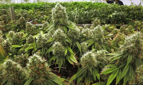 മെക്സിക്കോയില്‍ ലഹരി വിരുദ്ധനിയമത്തില്‍ ഇളവുകള്‍ കൊണ്ടുവരുമെന്ന് പ്രസിഡന്‍റ്