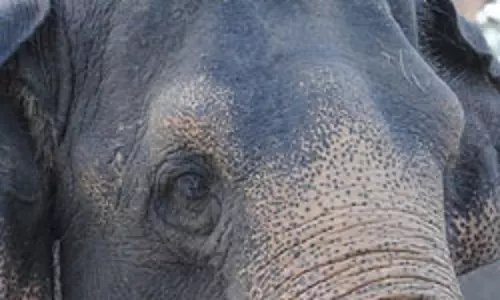 കാട്ടാനകള്ക്ക് ലൈസന്സ് നല്കാനുള്ള നീക്കത്തിനെതിരായ ഹരജി സുപ്രീം കോടതി ഇന്ന് പരിഗണിക്കും കാട്ടാനകള്ക്ക് ലൈസന്സ് നല്കാനുള്ള നീക്കത്തിനെതിരായ ഹരജി സുപ്രീം കോടതി ഇന്ന് പരിഗണിക്കും