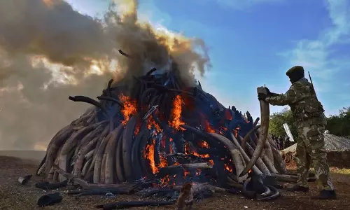കെനിയയില്‍ 105 ടണ്‍ ആനക്കൊമ്പുകള്‍ കത്തിച്ചു