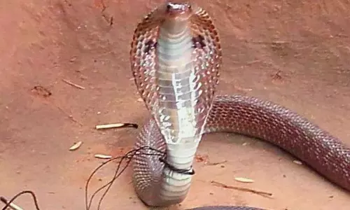 തന്നെ കടിച്ച മൂര്‍ഖനെ കര്‍ഷകന്‍ വീട്ടുമുറ്റത്ത് കെട്ടിയിട്ടു