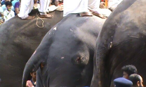 തൃശൂര്‍ പൂരത്തിനിടെ ആനകളെ ക്രൂരമായി പീഡിപ്പിച്ചു