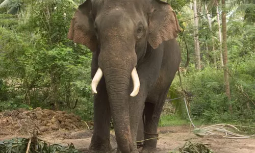 ആനകള്ക്ക് ഉടമസ്ഥാവകാശ സര്ട്ടിഫിക്കറ്റ് നല്കാന് അധികാരമുണ്ടെന്ന് സര്ക്കാര് ആനകള്ക്ക് ഉടമസ്ഥാവകാശ സര്ട്ടിഫിക്കറ്റ് നല്കാന് അധികാരമുണ്ടെന്ന് സര്ക്കാര്