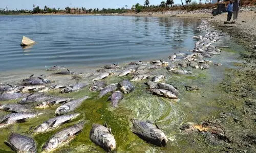 അത്യുഷ്ണത്തില് മീനുകള് ചത്തുപൊങ്ങുന്നു അത്യുഷ്ണത്തില് മീനുകള് ചത്തുപൊങ്ങുന്നു