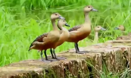 ചൂളന് എരണ്ടക്കൂട്ടം വിരുന്നെത്തി ചൂളന് എരണ്ടക്കൂട്ടം വിരുന്നെത്തി