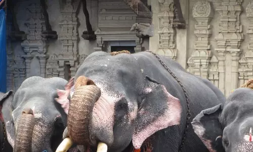 വടക്കുംനാഥ ക്ഷേത്രത്തില്‍ ആനയൂട്ട് നടന്നു