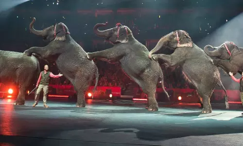 ആനകള്‍ക്ക് വിശ്രമം നല്‍കാന്‍ തീരുമാനിച്ച് സര്‍ക്കസ് കമ്പനി