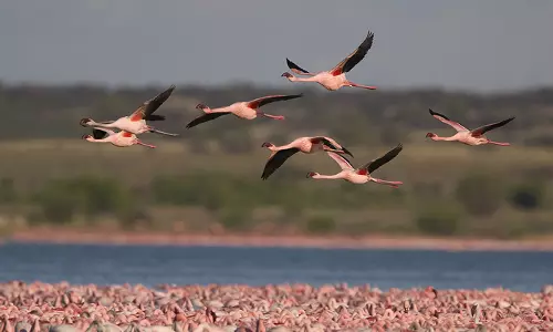 വരള്ച്ച: അരയന്നങ്ങള് വംശനാശഭീഷണിയില് വരള്ച്ച: അരയന്നങ്ങള് വംശനാശഭീഷണിയില്