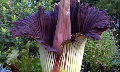 ലോകത്തിലെ രണ്ടാമത്തെ പുഷ്പഭീമന്‍ വയനാട്ടില്‍ വിരിഞ്ഞു