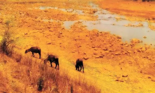 വയനാട്ടിലിനിയും മഴയില്ല; നെല്‍ കൃഷിയിറക്കാന്‍ സാധിയ്ക്കാതെ കര്‍ഷകര്‍