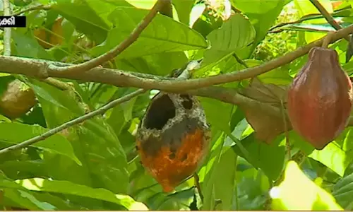 നാളികേര പാര്ക്ക്: മണിമല എസ്റ്റേറ്റ് ഏറ്റെടുക്കലിലെ ക്രമക്കേട് അന്വേഷിക്കാന് ഉത്തരവ് നാളികേര പാര്ക്ക്: മണിമല എസ്റ്റേറ്റ് ഏറ്റെടുക്കലിലെ ക്രമക്കേട് അന്വേഷിക്കാന് ഉത്തരവ്