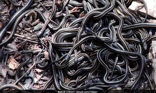 ഒഡിഷയിലെ ‘പാമ്പ് ‘വീട്ടില്‍ നിന്നും കണ്ടെടുത്തത് നൂറോളം മൂര്‍ഖന്‍ കുഞ്ഞുങ്ങളെ