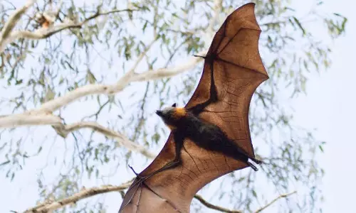 മാസ്ക് ധരിച്ച് ജാഗ്രത പുലര്ത്തി പൊതുജനങ്ങളും മാസ്ക് ധരിച്ച് ജാഗ്രത പുലര്ത്തി പൊതുജനങ്ങളും