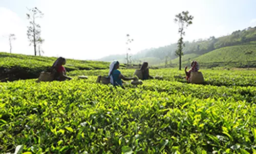 പ്ലാന്റേഷന് ഭൂമി പതിച്ചുനല്കിയതില് അഴിമതി: പരാതി കോടതി ഇന്ന് പരിഗണിക്കും പ്ലാന്റേഷന് ഭൂമി പതിച്ചുനല്കിയതില് അഴിമതി: പരാതി കോടതി ഇന്ന് പരിഗണിക്കും