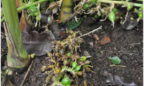 ഇടുക്കിയില്‍ ഏലച്ചെടികളില്‍ അഴുകല്‍ രോഗം വ്യാപകമാകുന്നു