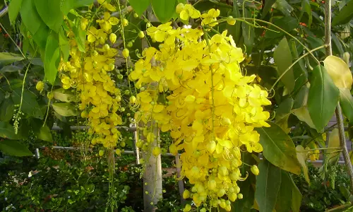 തലസ്ഥാനത്ത് കണിക്കൊന്ന വസന്തം തലസ്ഥാനത്ത് കണിക്കൊന്ന വസന്തം