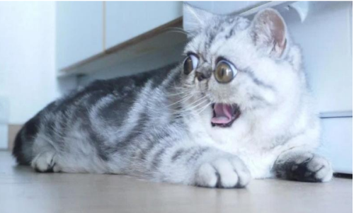 ഉറങ്ങുമ്പോള്‍ പോലും ഒന്നു കണ്ണടയ്ക്കാന്‍ ഈ പൂച്ചക്ക് സാധിക്കില്ല