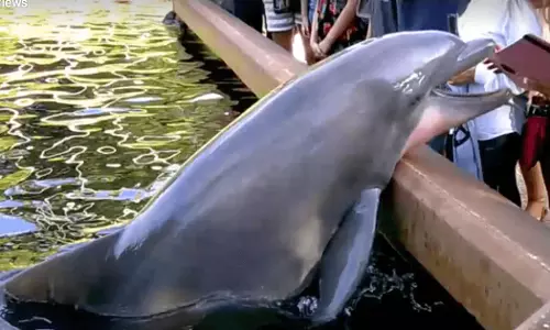 എടുത്ത ഫോട്ടോയൊന്ന് കാണിക്കൂ; ഐപാഡ് തട്ടിപ്പറിച്ച് ഡോള്‍ഫിന്‍