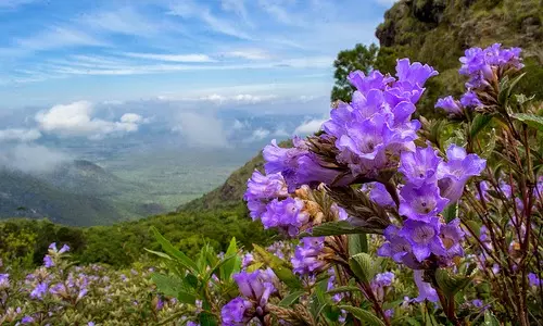പരുന്തുംപാറയെ നീലക്കടലാക്കി നീലക്കുറുഞ്ഞി പൂത്തു