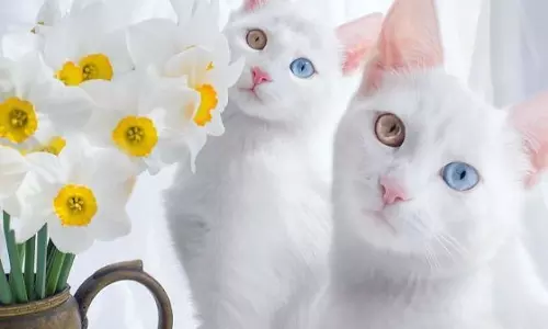 ഈ ഇരട്ട പൂച്ചകളുടെ കണ്ണുകളിലേക്ക് ഒന്നു സൂക്ഷിച്ചു നോക്കൂ...