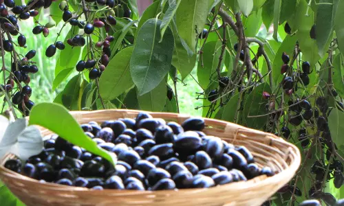 ഡയറ്റില്‍ എന്തുകൊണ്ട് ഞാവല്‍പ്പഴം ഉള്‍പ്പെടുത്തണം?