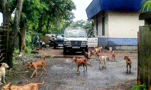 സമഗ്ര പേവിഷബാധ നിയന്ത്രണപദ്ധതിക്ക് കാസര്‍കോട് ജില്ലയില്‍ തുടക്കം