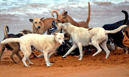 തെരുവുനായകള്‍ പെരുകാന്‍ കാരണം മാലിന്യനിക്ഷേപമെന്ന് നാട്ടുകാര്‍